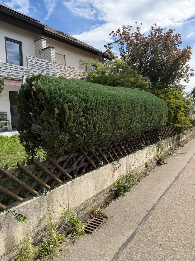 Gerade geschnittene Hecke auf einer Gartenmauer an einer Straße